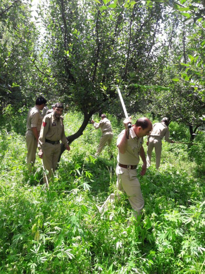 Bhung spread on 12 kanals of land destroyed in Anantnag