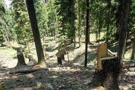 Encroachment of Forest Land: Govt constitutes probe panel