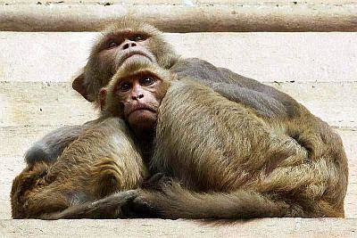 Man ‘stoned to death by monkeys’, family wants them booked Man ‘stoned to death by monkeys’, family wants them booked