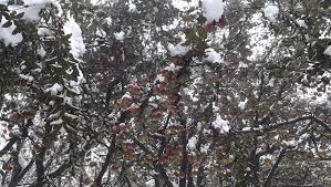 Fruit sector losses at Rs 500 crore due to snow: KCCI