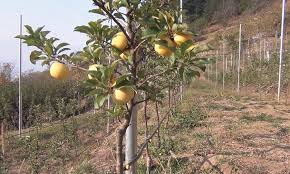 SKUAST issues advisory for orchards affected by snowfall