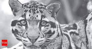 Villagers catch leopard cub in north Kashmir