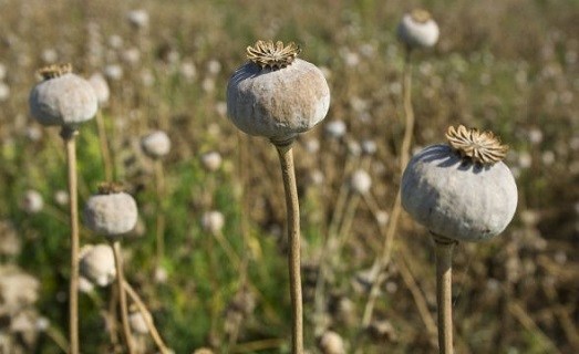 Police recover 650 kg poppy straw from oil tanker in Ramban