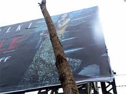 Govt bans installation of hoardings on Chinar trees