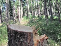 Police arrest timber smugglers in Sopore
