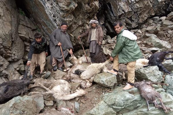 Cloudburst kill 100 livestock in Tral