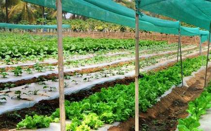 Dir Horti flags off progressive farmers exposure tour