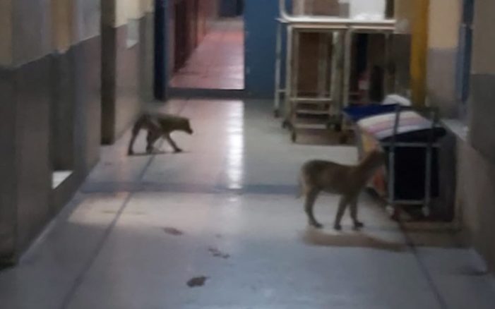 Suspected coronavirus patient left Srinagar hospital for home after stray dogs entered ward: Family