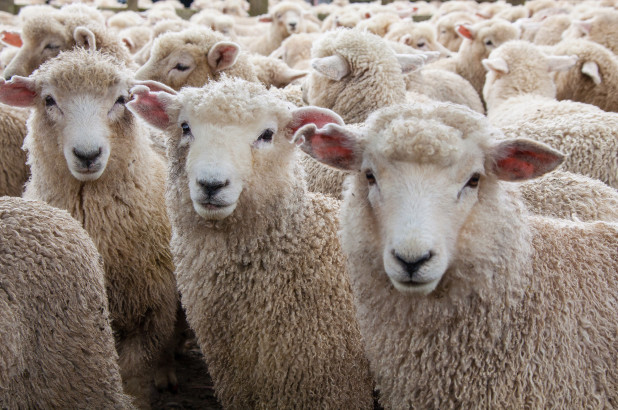 25 sheep killed by wild beasts in Kashmir valley