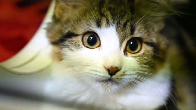 Shenzhen becomes first Chinese city to ban eating cat and dogs
