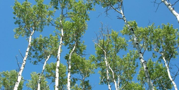 No Studies to Link COVID-19 to Pollen But Kashmir Government Wants 42,000 Poplars Axed
