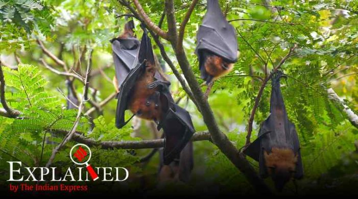 Explained: How bats carry viruses but don’t fall ill themselves
