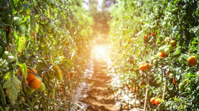 China is going organic and emerging as a leader in sustainable agriculture