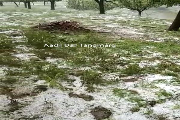 Hailstorm, heavy rains damage crops, vegetables in Kwarhama, Tangmarg Hailstorm, heavy rains damage crops, vegetables in Kwarhama, Tangmarg