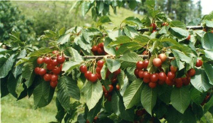 Nothing to cheer for Valley’s cherry growers