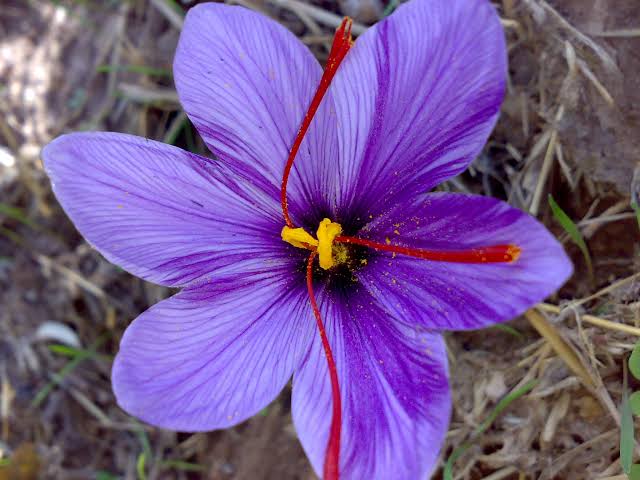 Kashmir Saffron gets GI tag