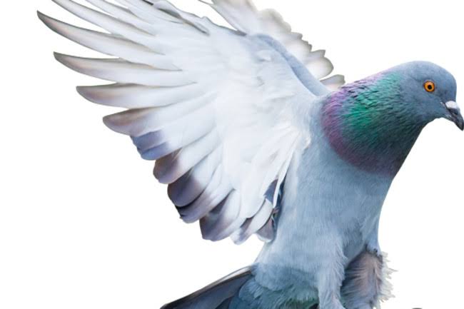 Suspected ‘spy’ pigeon from Pakistan captured along IB in J-K