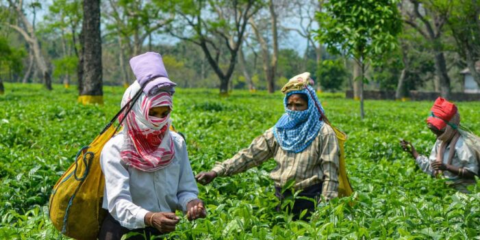 COVID-19 Has Pushed India’s Already Suffering Tea Plantation Workers into Deeper Crisis