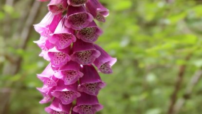 Foxglove: Rare flower blooms in J&K’s Bhaderwah amid tourism slump due to Covid-19