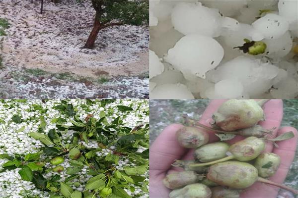 Hailstorm Damages Crops In Kulgam