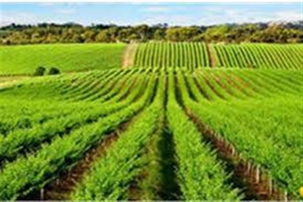 Irrigation Schemes to cover 9287 hectares in Budgam