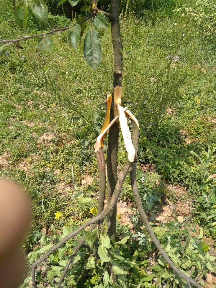 Mysterious felling of apple trees causes panic in south Kashmir village