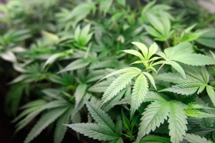 UP Family Cooks Bhang, Mistakes It For Methi; All Hospitalised
