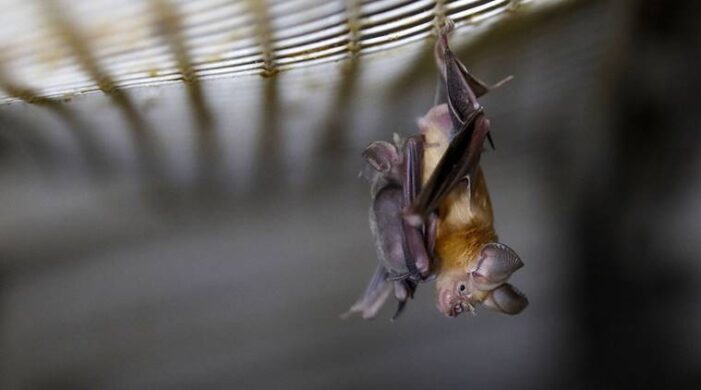 New coronavirus turns out to be decades old — in bats