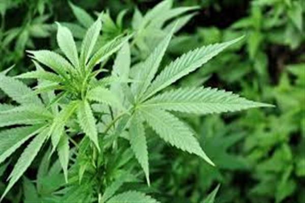 Tehsildar Boniyar, Police and locals destroyed cannabis in Boniyar
