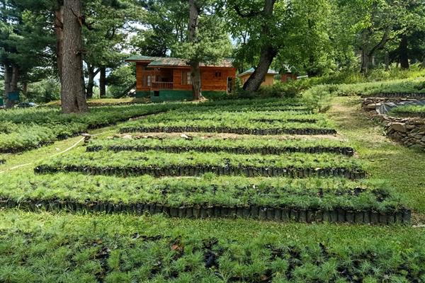 Zeerpora Kullan Nursery produced million of plants: DFO Ganberdal