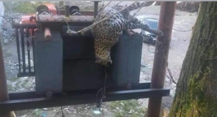 Leopard electrocuted in north Kashmir