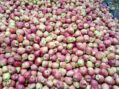 Kashmir Fruit Growers Slam Govt Over Highway Losses, Demand Compensation