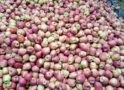 Kashmir Fruit Growers Slam Govt Over Highway Losses, Demand Compensation