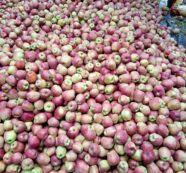 Kashmir Fruit Growers Slam Govt Over Highway Losses, Demand Compensation Kashmir Fruit Growers Slam Govt Over Highway Losses, Demand Compensation