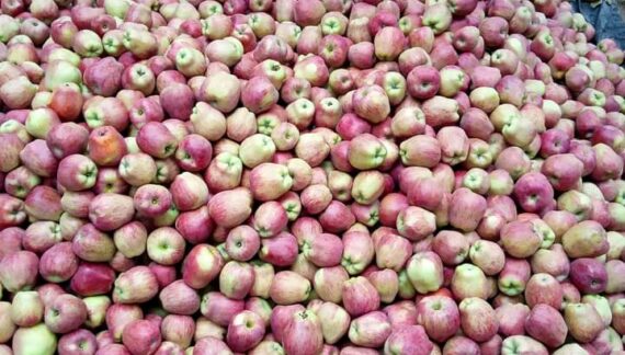 Kashmir Fruit Growers Slam Govt Over Highway Losses, Demand Compensation
