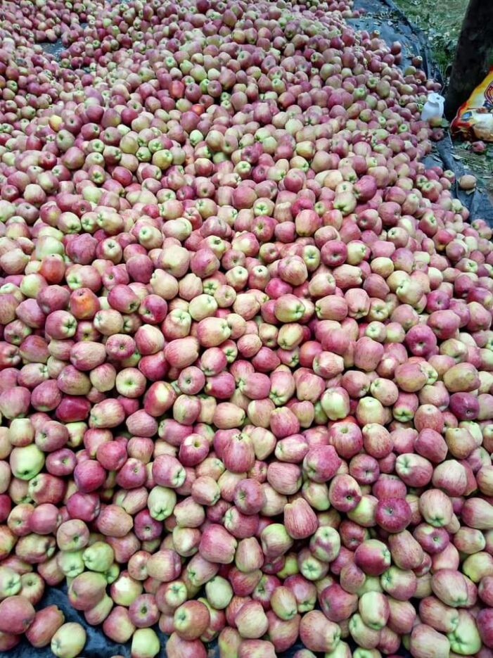 Selling apples at Shopian mandi an increasingly risky business