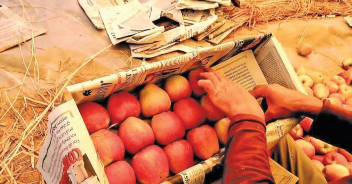 Newspapers shunned for fear of corona, now hard to find for packing apples Newspapers shunned for fear of corona, now hard to find for packing apples