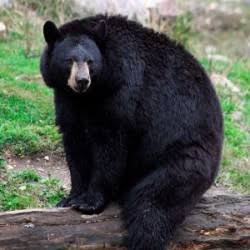 BSF Trooper injured in a bear attack in Budgam BSF Trooper injured in a bear attack in Budgam