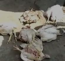 After Thrashing Chicken-Seller Troopers Killed His Chickens In Srinagar