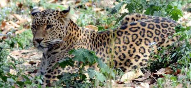 Minor Boy Killed in Leopard Attack in Handwara Village