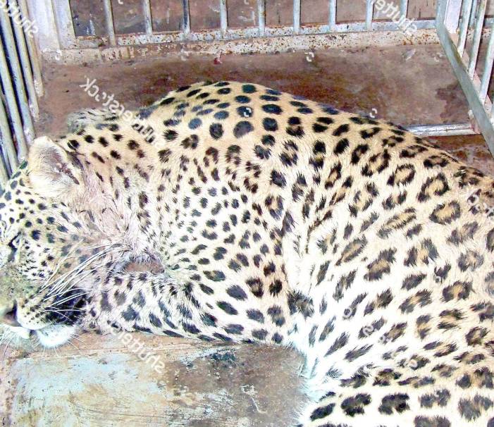 Leopard spotted in Srinagar’s Bagh-e-Mehtab area captured Leopard spotted in Srinagar’s Bagh-e-Mehtab area captured