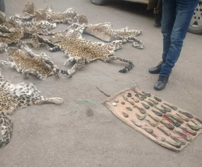 Leopard hides, musk deer pods, bear gallbladders recovered in south Kashmir Leopard hides, musk deer pods, bear gallbladders recovered in south Kashmir