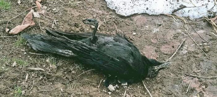 Bird flu scare in various parts of Lolab Kupwara Bird flu scare in various parts of Lolab Kupwara