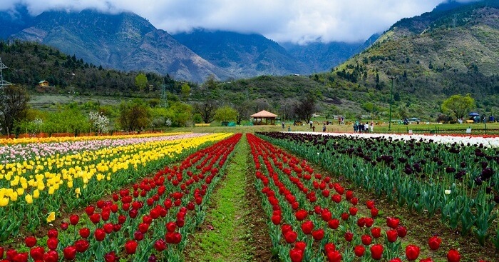 Unprecedented traffic jam due to visitors rush at Badam Vear and Tulip Garden Unprecedented traffic jam due to visitors rush at Badam Vear and Tulip Garden