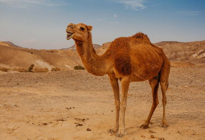 Traffic Rules For Animals? China Installs World’s First Traffic Signal For Camels