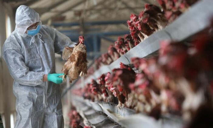 China confirms first human case of bird flu strain, says risk of spreading is low