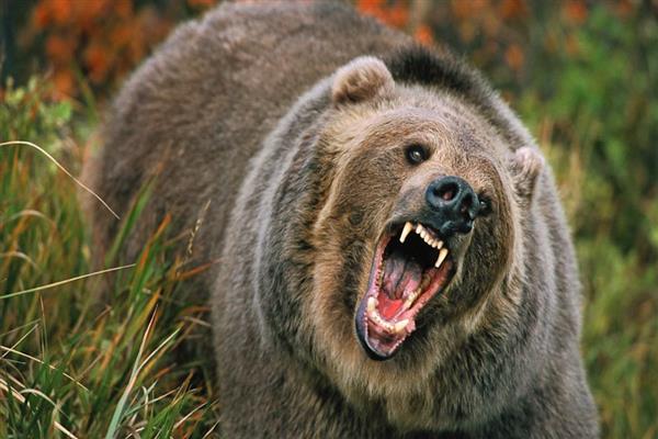 Man, 68, critically injured in bear attack in Kupwara’s Mawer