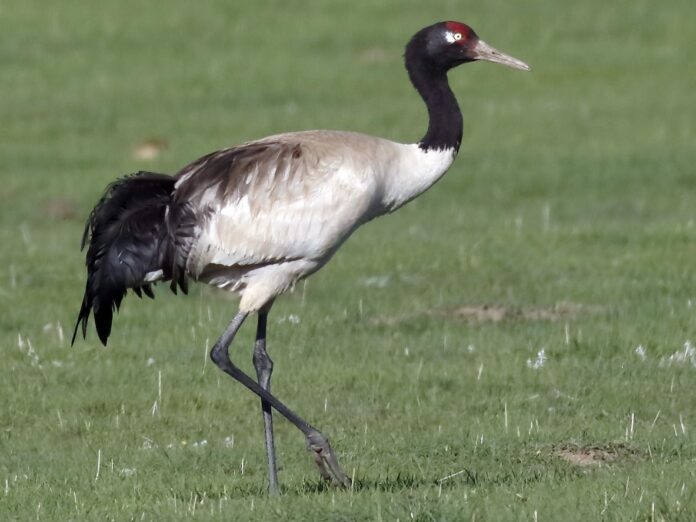 Ladakh declares bird and animal as their new symbols for the UT Ladakh declares bird and animal as their new symbols for the UT