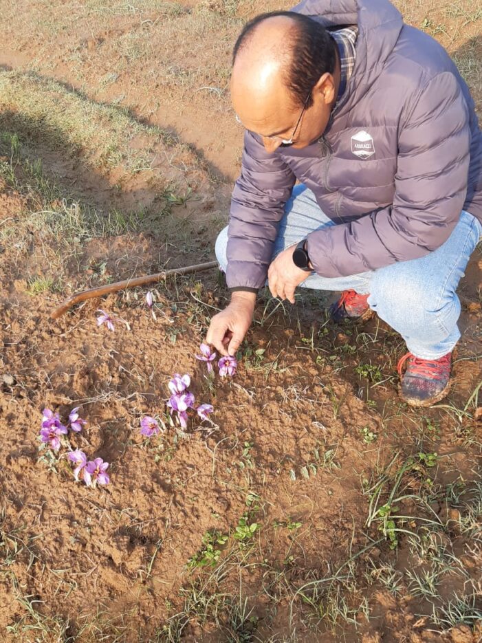 Director Agriculture reviews hailstorm affected areas of Pampore