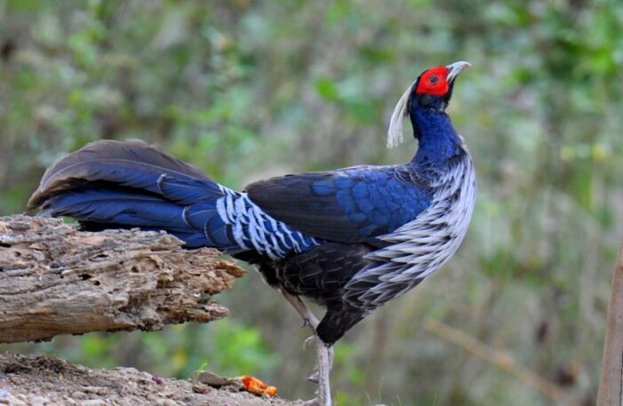 Jammu and Kashmir adopts Kalij Pheasant as UT bird Jammu and Kashmir adopts Kalij Pheasant as UT bird
